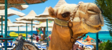 Last Minute Hurghada! 7 Tage im 4* Hotel, All Inclusive nur 429 €