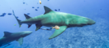 Travelcircus Deals der Woche z.B. OZEANEUM oder MEERESMUSEUM inkl. Premium Hotel nach Wahl