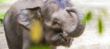 2 Nächte Hannover im 4-Sterne Hotel Fora inkl. Frühstück + Eintritt in den Zoo