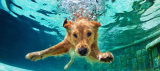 Urlaub mit Hund – Hundefreundliche Hotels und Vorsorgetipp