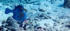 April – April ! Katzenkofferfische in der Ostsee entdeckt